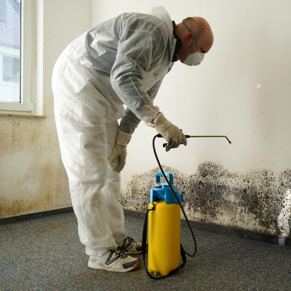 Top Rated Mold Removal Visalia